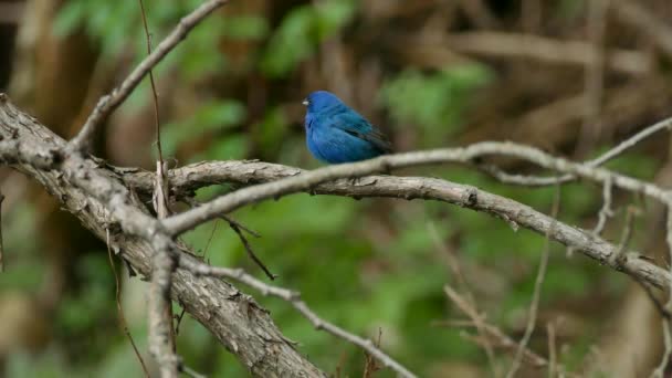 Golpeante Índigo Bunting Azul Firma Aves Despegue Fondo Borroso Bosque — Vídeo de stock