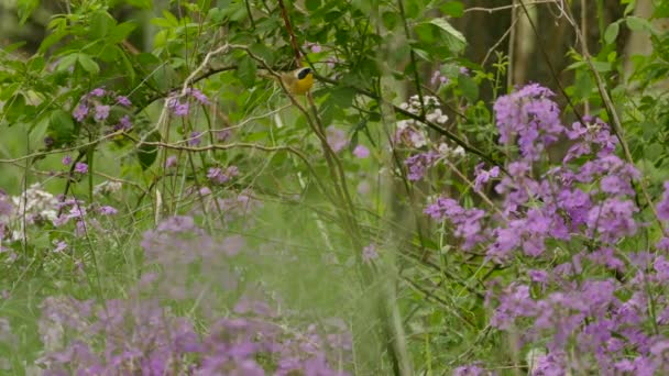 Bastante Común Pájaro Garganta Amarilla Rama Puntiaguda Cerca Flores Púrpuras — Vídeos de Stock