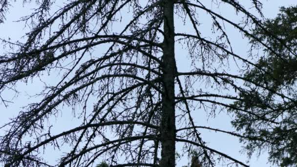 Schaduwrijke Silhouet Van Dennenbomen Vroege Avond Met Vogels Nog Steeds — Stockvideo