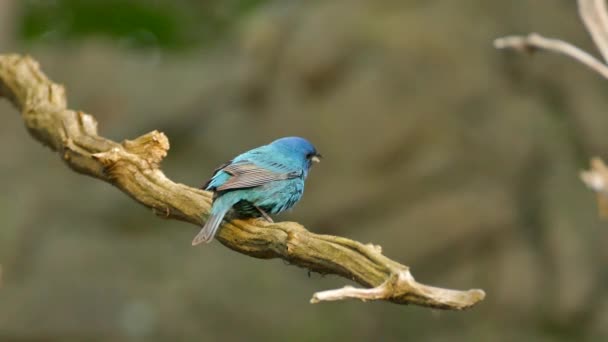 Dos Secuencias Pájaro Indigo Haciendo Ruido Mientras Está Encaramado Naturaleza — Vídeo de stock