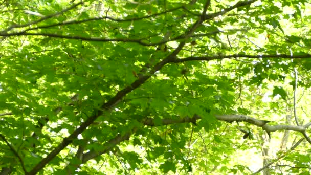 広葉樹林で餌を与えながら 鳥は画面の側に上下にぶら下がっている — ストック動画