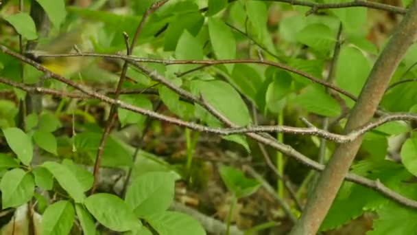 Tracking Poging Van Camera Snel Bewegende Warbler Volgen Noord Amerika — Stockvideo