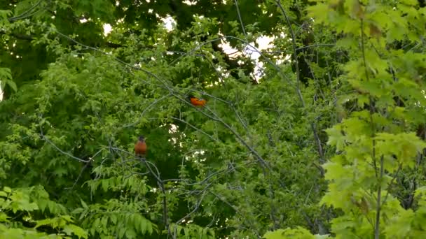 カナダの同じ生態系で繁栄しているボルティモア オリオールとアメリカのロビン — ストック動画