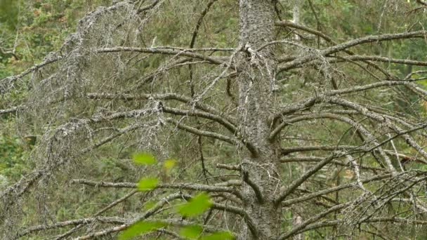 Μαύρο Throated Πράσινο Warbler Εξερχόμενο Πλαίσιο Ενώ Μαύρο Καπάκι Chickadee — Αρχείο Βίντεο