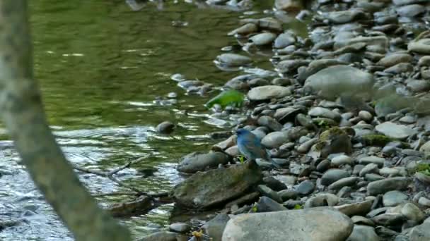 Modrý Pták Indigo Bunting Stojící Kamenech Vody Chodcem Vzadu — Stock video