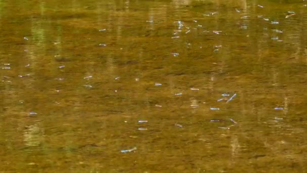 Plusieurs petites libellules planant au-dessus de l'eau claire de l'étang peu profond au soleil 
