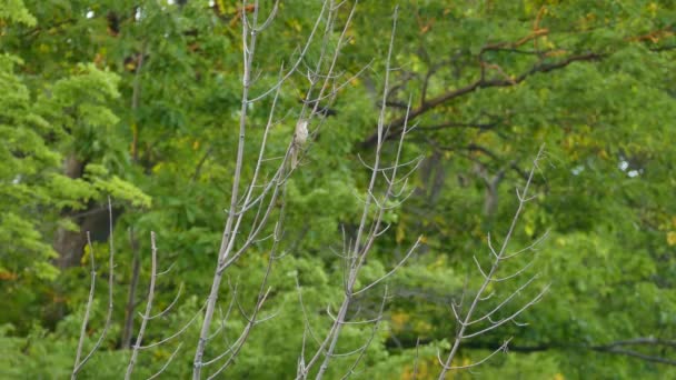 Kahverengi Thasher Kuşu Tünemiş Imzalarken Uzaktan Görüldü — Stok video