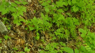 Kanada 'nın yemyeşil ormanlarında kuş sesleriyle bir yamaçta sürünen jartiyer yılanı.