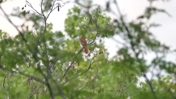 Pájaro Triturador Marrón Mostrando Espalda Mientras Firma Área Salvaje Abierta — Vídeos de Stock