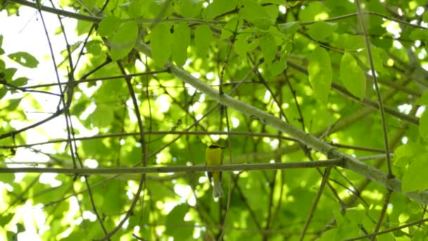 Wydłużone Minutę Ujęcie Zakapturzonego Warblera Siedzącego Wysoko Drzewie — Wideo stockowe