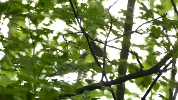 Jasné Rozmazané Pozadí Žlutým Pták Tanager Popředí Kanadě — Stock video