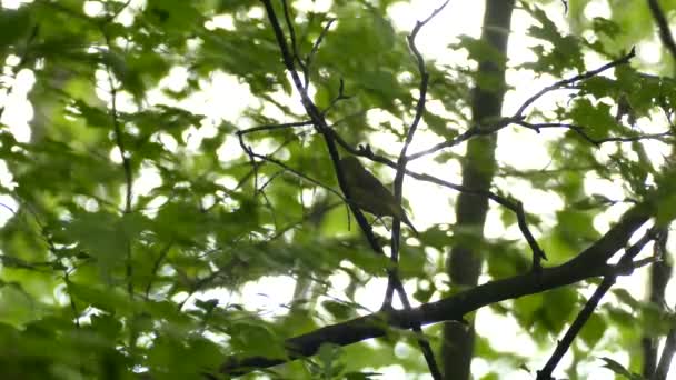 Arrière-plan flou et lumineux avec un tanager aux oiseaux jaunes au premier plan au Canada 