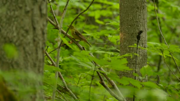 落葉樹林で夏の雌の緋色の短剣のかなりのショット — ストック動画