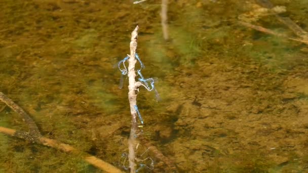 水の上に小枝の上にハート型を形成する小さな青いかわいいトンボのペア — ストック動画