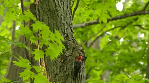 Maple Listy Pohybuje Mírném Větru Zatímco Datel Zkoumá Strom — Stock video