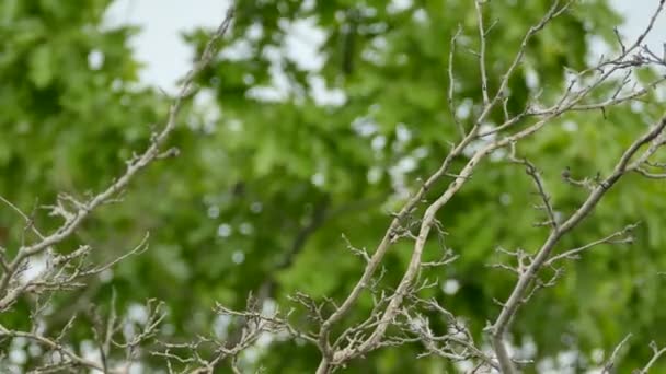 Vacher à tête brune en forêt ouverte d'Amérique du Nord en été 