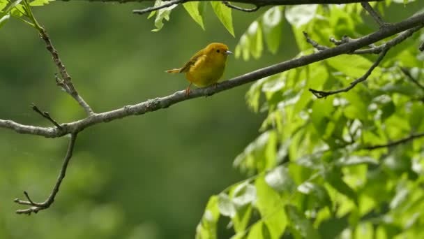 Vrouwelijke Gele Warbler Maakt Snelle Bewegingen Matige Winderige Dag — Stockvideo