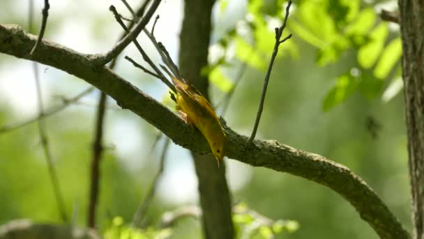 Duplo Tiro Curioso Feminino Warbler Amarelo Verão Ventoso Depois Meio — Vídeo de Stock