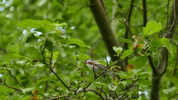 Disparo Agudo Pájaro Ruiseñor Del Lado Castaño Despegando Vuelo Árbol — Vídeos de Stock