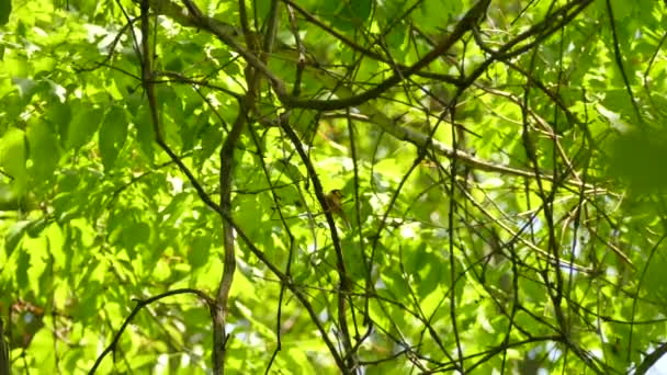 Secuencia Salvaje Minuto Pájaro Curruca Encaramado Denso Bosque Hojas — Vídeos de Stock