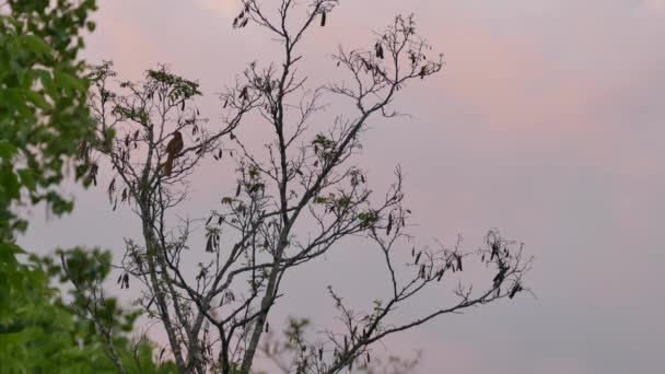 きれいなピンクの夕日の空とともにスラッシャー鳥の声を上げながら 木に浸かりました — ストック動画