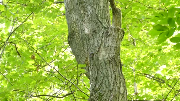 Tiny Rojo Nuthatch Pecho Subiendo Gran Árbol Maduro Bosque Brillante — Vídeo de stock