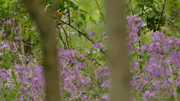 Bulanık Ağacın Arkasındaki Çiçek Tarlası Sıradan Bir Sarı Boğaza Sahipliği — Stok video