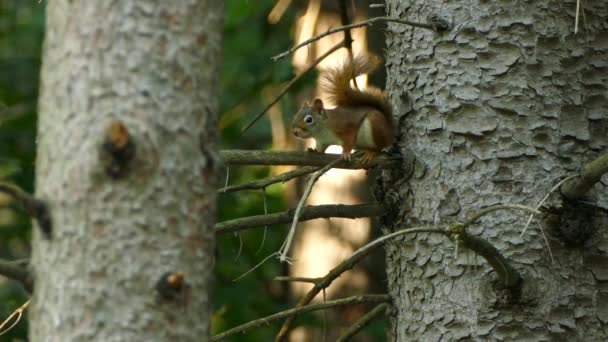 Two Shots Red Squirrel Standing Branch Protruding Away Tree — Stock Video