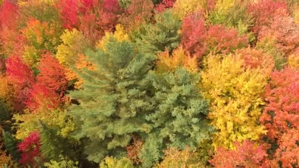 Farbenfroher Wald Mit Langsam Drehender Drohne Und Immergrünem Kiefernbaum — Stockvideo