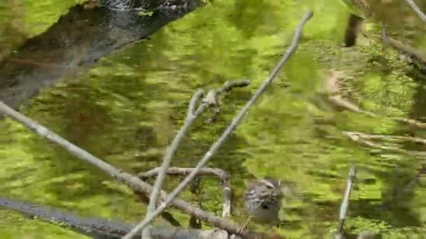麻雀鸣叫蜻蜓掠食在池塘上方的嘴边 — 图库视频影像