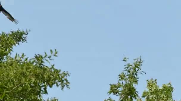 夏の青空を背景に飛行中の七面鳥のハゲタカの追跡ショット — ストック動画