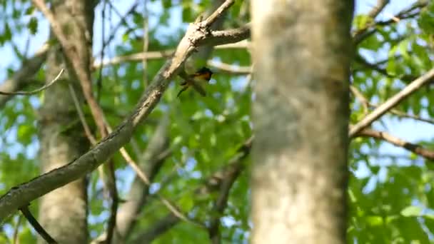 Αμερικάνικο Κοκκινότριχο Φανταχτερό Πουλί Σκαρφαλωμένο Αρκετά Ηλιόλουστο Δάσος — Αρχείο Βίντεο