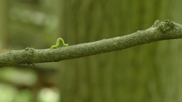 Movimento Tipico Del Corpo Piegatura Del Bruco Verde Andare Avanti — Video Stock