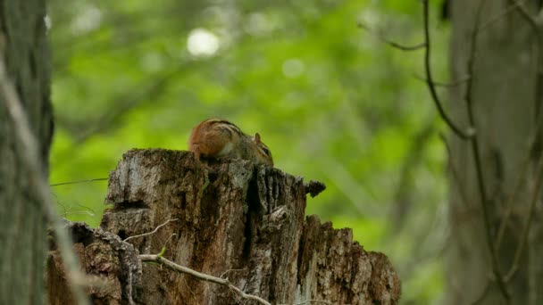 Tiny Green Caterpillar Crawling Back Chipmunk Perched Log — Stock Video