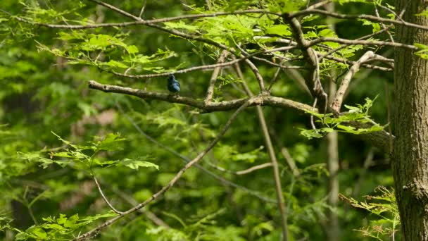 Indigo Bunting Moviéndose Una Rama Distancia Soleado Día Verano — Vídeos de Stock