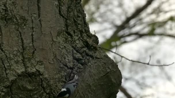 White Breasted Nuthatch Crawls Rapidly Tree Trunk Leafless Branches — Stock Video
