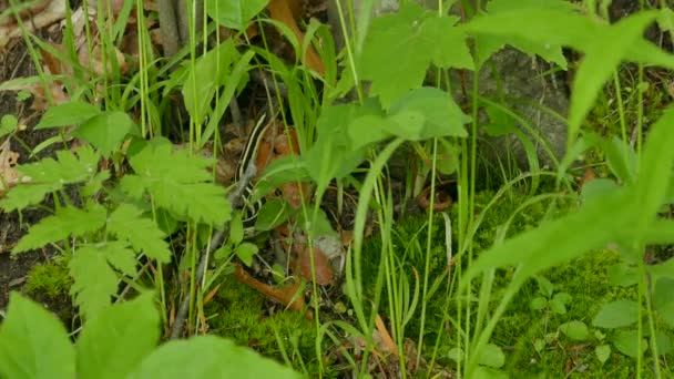 清凉的吊袜带蛇在新鲜的树叶间来回穿梭 — 图库视频影像