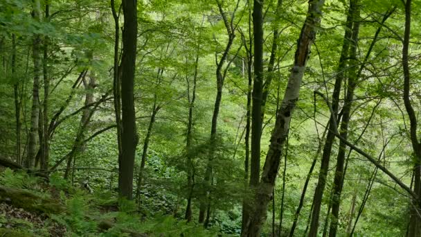 Hermoso Paisaje Terreno Elevado Bosques Durante Verano Con Ciervo — Vídeos de Stock