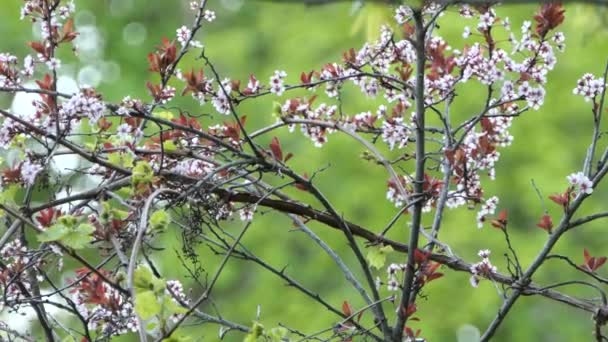 春の花の枝は速く動くカナダのウォーブラーの本拠地です — ストック動画