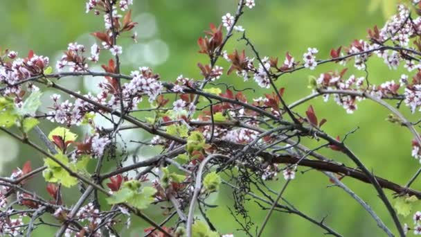 Colpisce Canada Parula Primavera Uccello Con Bel Design Sulle Sue — Video Stock