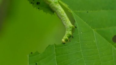 Büyük, sağlıklı, yeşil bir tırtıl sürekli hareket eden bir yaprağı yer.