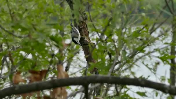 Nuthatch Pták Skrývá Kořist Svého Zobáku Zaschlé Kůry Stromu — Stock video