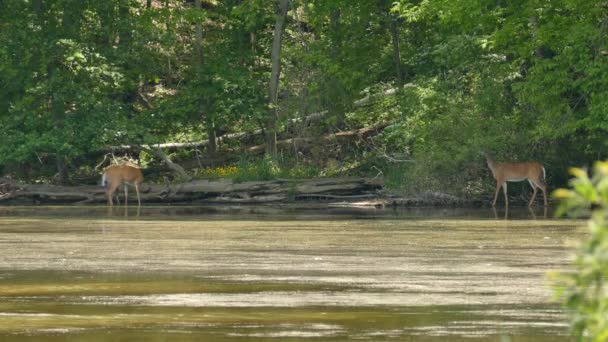 阳光明媚的日子 两只成年鹿在水面上觅食 — 图库视频影像