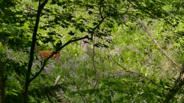 Witstaartherten Staan Bloemrijk Veld Met Paarse Bloemen Groen Gras — Stockvideo