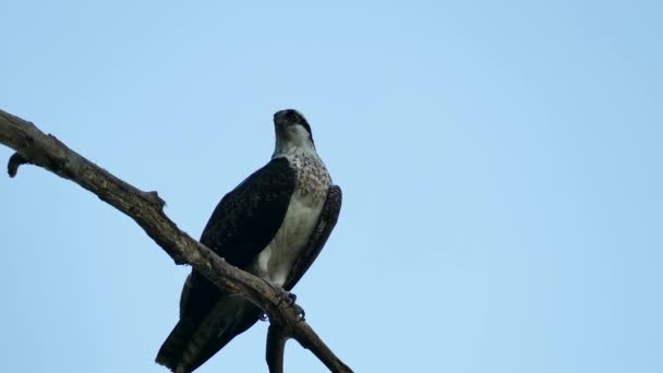 Double Coup Balbuzard Gros Plan Large Dans Une Forêt Sauvage — Video