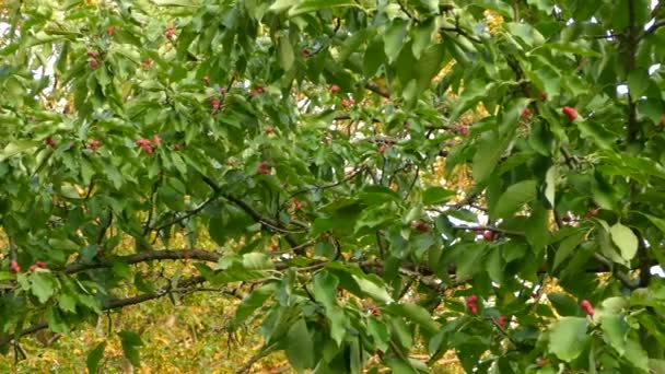 Colpendo Frutti Colorati Lussureggiante Albero Magnolia Con Grande Uccello Picchio — Video Stock