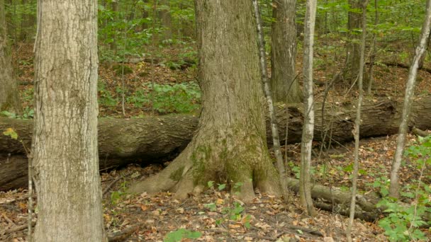 Woodpecker Red Spot Hops Away Fallen Horizontal Tree Trunk — Stock Video