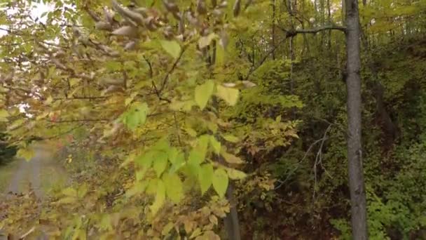 Steady Rising Shot Tree Closeby Leaves Autumn — ストック動画