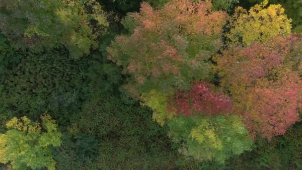 Mouvement Glissement Aérien Une Variété Arbres Plantes Dans Jolie Saison — Video