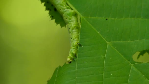 Large Body Caterpillar While Feeding Viewed Macro Detailed Marks — Stock Video